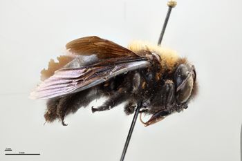 Media type: image;   Entomology 810641 Aspect: habitus lateral view